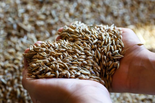 Les mains de l'enfant tenant des graines mélangées d'orge et d'avoine. Fraîchement récolté.